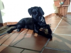 Vendo perrita pura raza labrador - mejor precio | unprecio.es