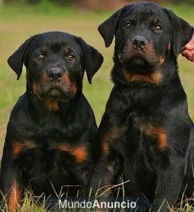 Adopto hembra rottweiler