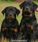 Adopto hembra rottweiler - mejor precio | unprecio.es