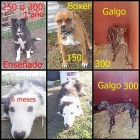 Border collie - mejor precio | unprecio.es