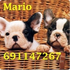 Bulldog frances - mejor precio | unprecio.es