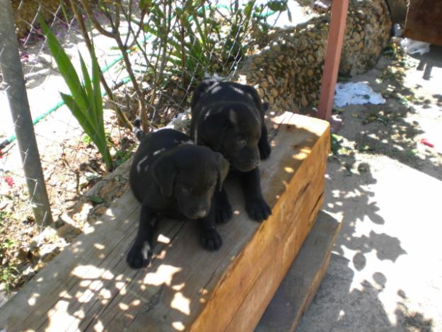 HEMBRA Y MACHO DE LABRADOR NEGRO DOS ULTIMOS CACHORROS DE LA CAMADA