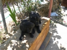 HEMBRA Y MACHO DE LABRADOR NEGRO DOS ULTIMOS CACHORROS DE LA CAMADA - mejor precio | unprecio.es