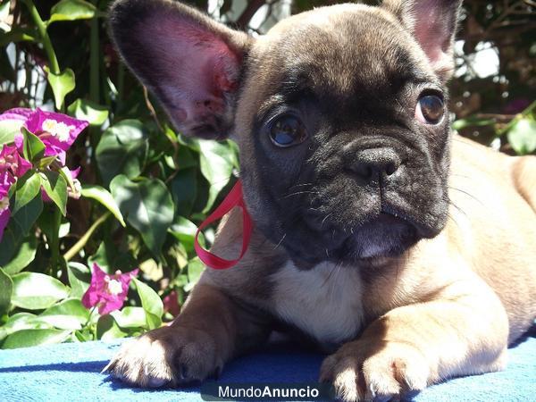 impresionantes bulldog frances fawn; calidad sin igual, foto real