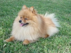 LULU POMERANIA MACHO BUSCA HEMBRA PARA MONTA EN HUELVA O ALREDEDORES. - mejor precio | unprecio.es