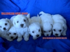 Maltese bichon hatchery - mejor precio | unprecio.es