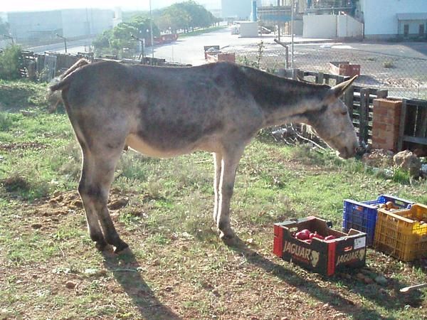 mulo enganchado y jabalina de 1 año