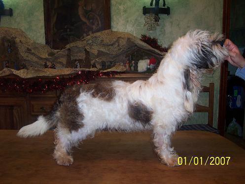 Petit Basset griffon y BassetHound Cachorros