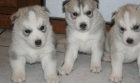 tres cachorros Siberian Husky - mejor precio | unprecio.es