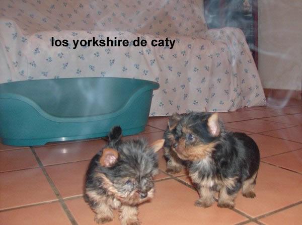 yorkshire en tarragona