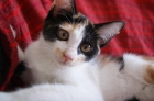 Rosalía, una gatita linda tricolor en adopción - mejor precio | unprecio.es