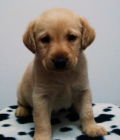 Labrador hembra muy cariñosa - mejor precio | unprecio.es