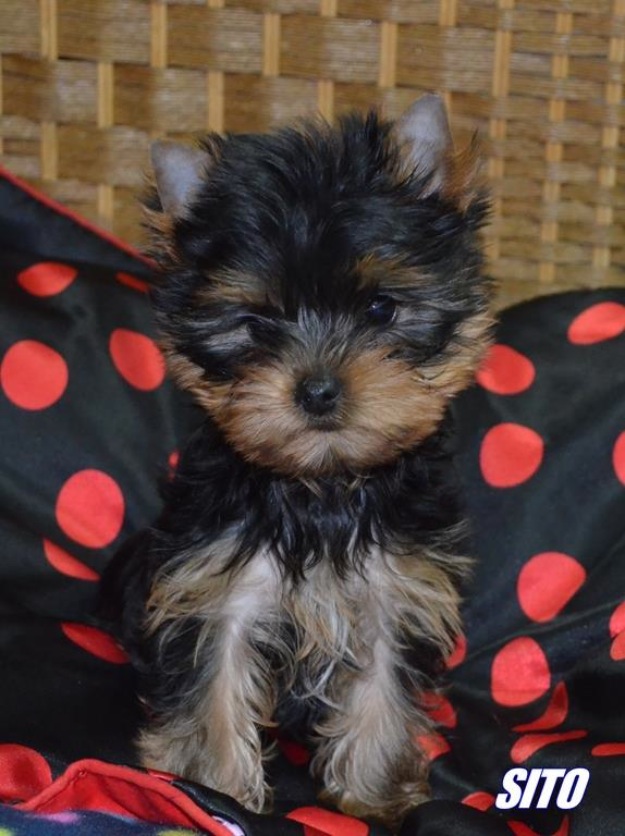 Cría selecta del Yorkshire Terrier