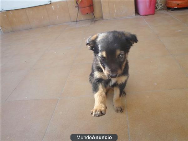 BUSCAN FAMILIA 3 CACHORROS CRUCE PASTOR ALEMAN