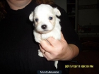 cachorritos de bichon maltes - mejor precio | unprecio.es