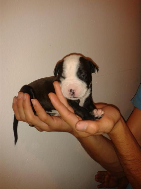 cachorros pitbull