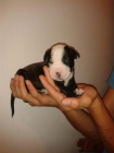 cachorros pitbull - mejor precio | unprecio.es