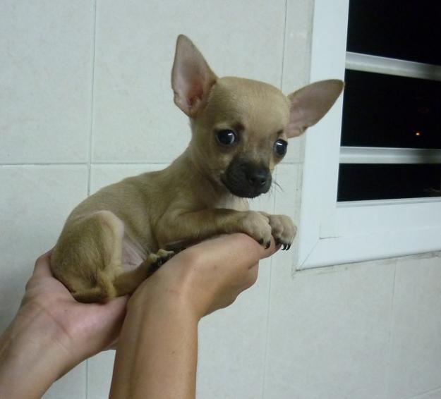 Chihuahuas de pelo corto preciosos