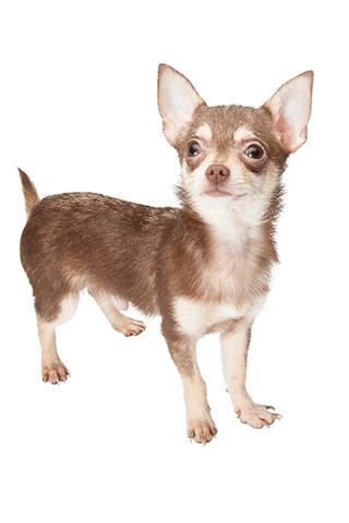 Chihuahuas miniaturas