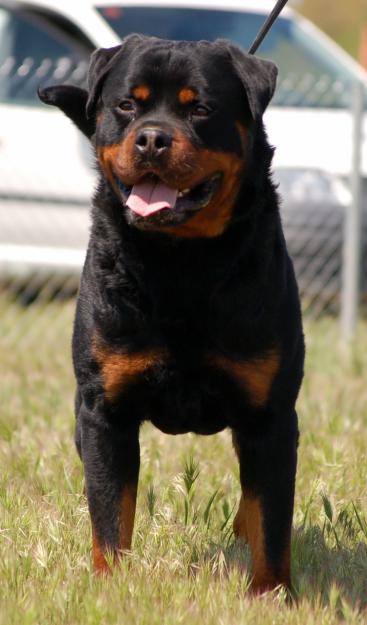 Impresionante camada de  rottweiler, cachorros disponibles.