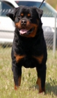 Impresionante camada de rottweiler, cachorros disponibles. - mejor precio | unprecio.es