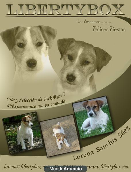 Libertybox Australian Jack Russell