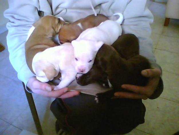 se venden cachorros