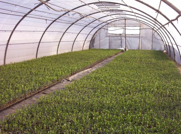 viveros de olivo LACONCHUELA, todo en plantas de olivo