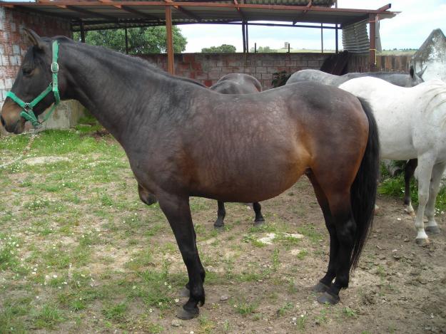 Vendo yegua castaña domada.