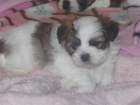 Bonita Camada de Shih Tzu - mejor precio | unprecio.es