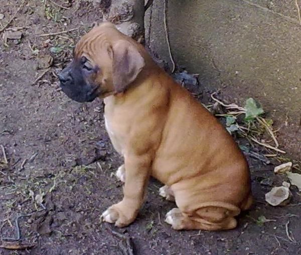 BOXER 160 .MUY BUEN PRECIO