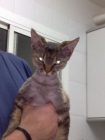 busco devon rex macho - mejor precio | unprecio.es