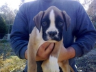 cachorros de boxer - mejor precio | unprecio.es