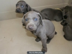 Cachorros weimaraner azul Cachorros weimaraner azul Cachorros weimaraner azul - mejor precio | unprecio.es