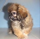 PEKINES PRECIOSA CON PEDIGREE - mejor precio | unprecio.es