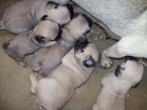 preciosos cachorros