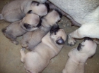 preciosos cachorros - mejor precio | unprecio.es