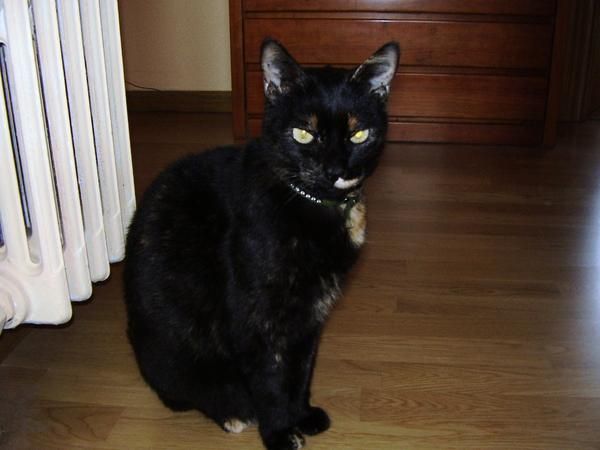 regalo gatita