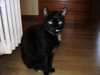 regalo gatita - mejor precio | unprecio.es
