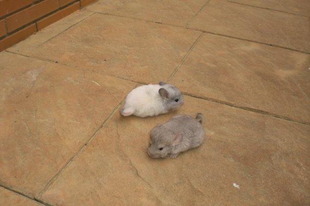 Vend dos chinchillas de dos meses en BArcelona. Macho Mosaico y Macho Beige Homo