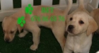 vendo cachorritos de labrador, ecvonomicos - mejor precio | unprecio.es
