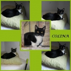 COLINA. Hermosa gatita en adopción. Sevilla. Recibidos x - mejor precio | unprecio.es