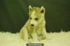 Husky siberiano, un buen regalo¡¡.. www.doogs.es - mejor precio | unprecio.es