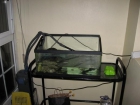 2 tortugas, acuario, calentador y filtro externo que vale también para agua - mejor precio | unprecio.es