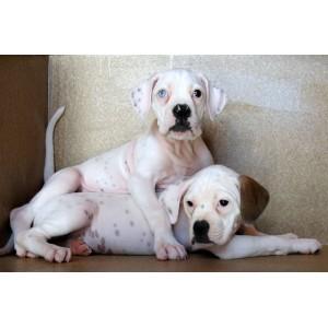 Boxer color blancos