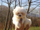 CACHORROS DE BICHON MALTES 550 - mejor precio | unprecio.es