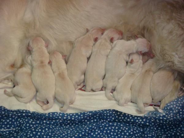 Cachorros de Golden Retriever-REYES