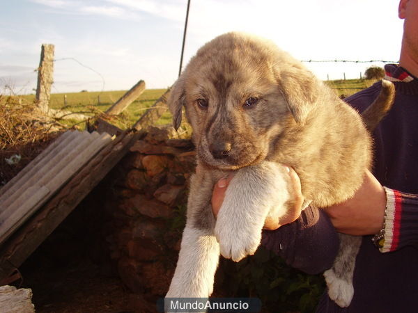 Cachorros de mastin español.