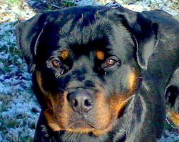 cachorros rottweiler disponibles