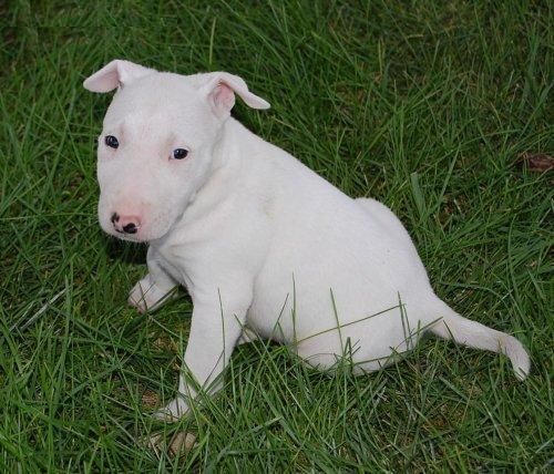 excepcionales y afectuoso bull terrier blanco para su adopción, este perrito es muy bonito y encantador